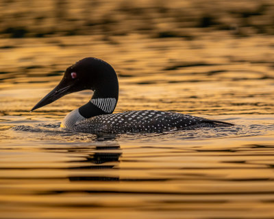 Common Loon
