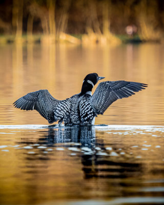 Common Loon