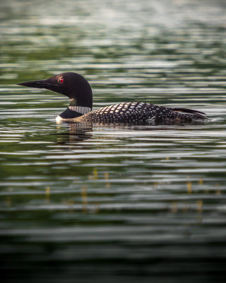 Common Loon