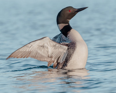 Common Loon