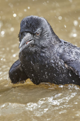 Close up Portrait of Crow Bathing