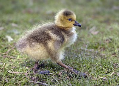 New born Canada goose gosling