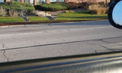 October 21, 2022Why did the cranes cross the road?