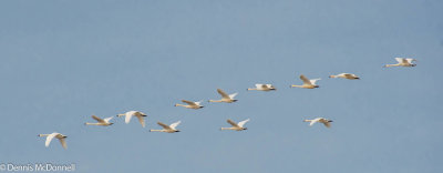 DSC_8203.jpg