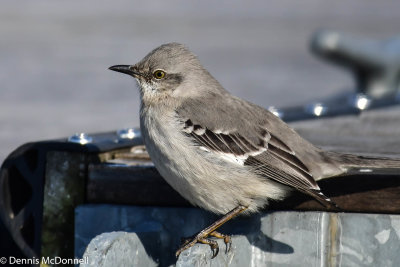 DSC_8539.jpg