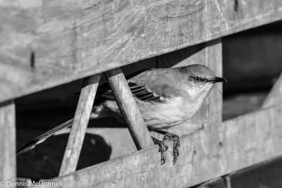 DSC_8561.jpg