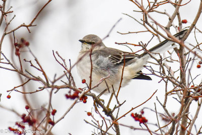 DSC_8578.jpg
