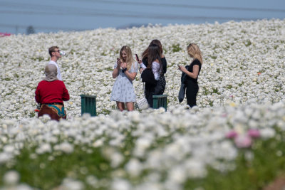 carlsbad_flower_fields