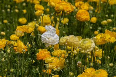 DSC_9886.jpg