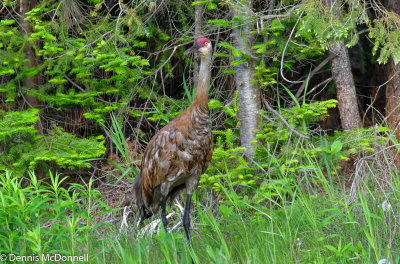 DSC_1480.jpg