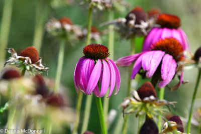 DSC_7559.jpg