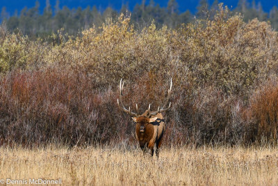 DSC_9277.jpg