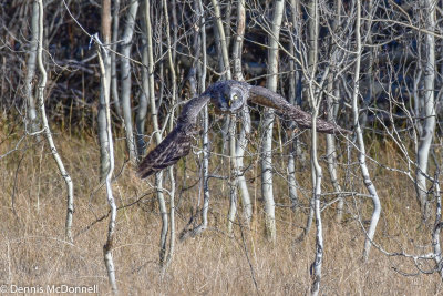 DSC_9086.JPG