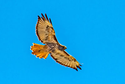 DSC_9185.jpg