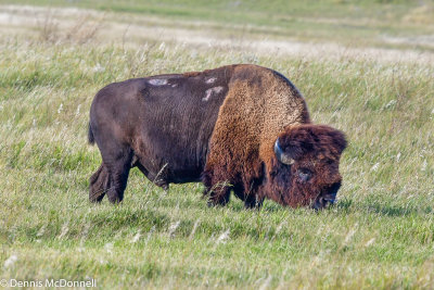 DSC_8388.JPG