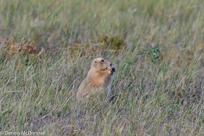 DSC_8455.JPG