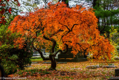 DSC_9595.JPG