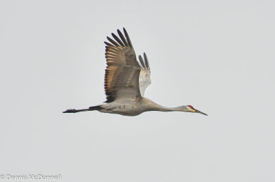 DSC_0746.JPG