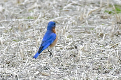 DSC_1630.JPG