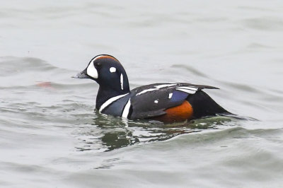 DSC_1703.JPG