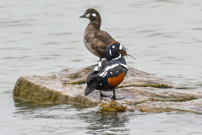 DSC_1784.JPG