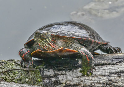 DSC_2284.JPG