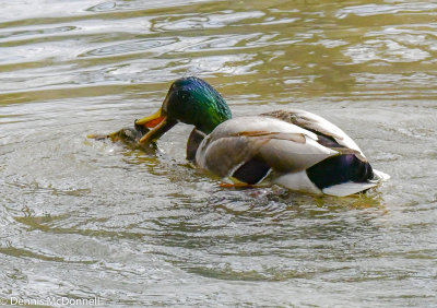 DSC_2326.JPG