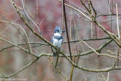 DSC_2563.JPG