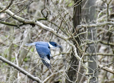 DSC_2453.JPG