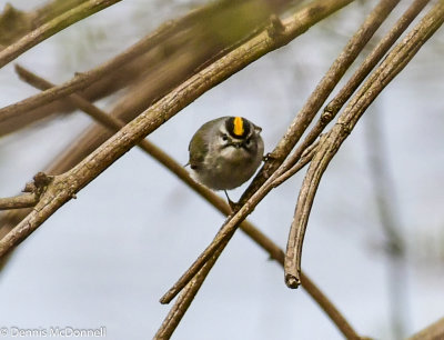 DSC_2493.JPG