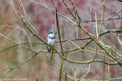 DSC_2567.JPG