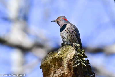 DSC_2748.JPG