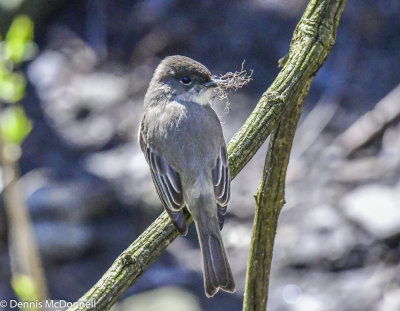 DSC_2821.JPG