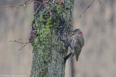 DSC_3353.JPG