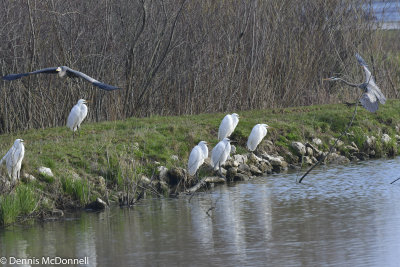 DSC_3457.JPG