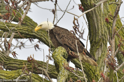 DSC_3485.JPG
