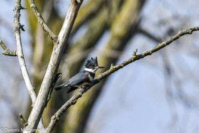 DSC_3559.JPG