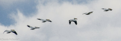 DSC_3680.JPG