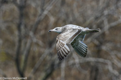 DSC_3845.JPG