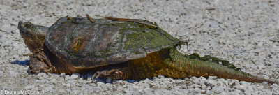 DSC_4900.JPG