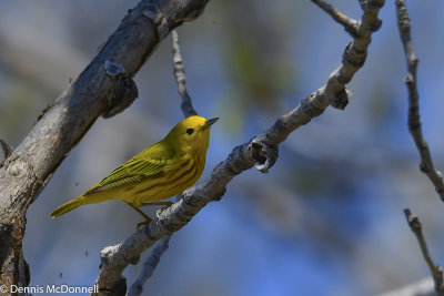 DSC_5145.JPG