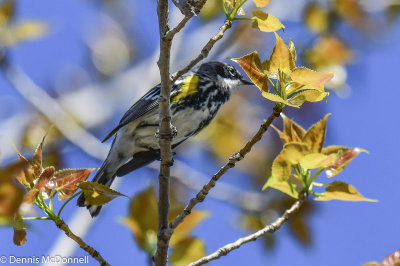 DSC_5183.JPG