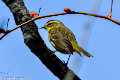 DSC_5203.JPG