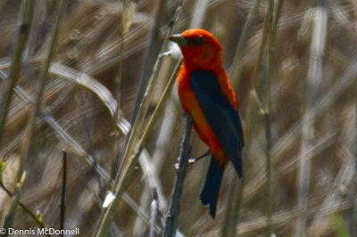 DSC_5342.JPG