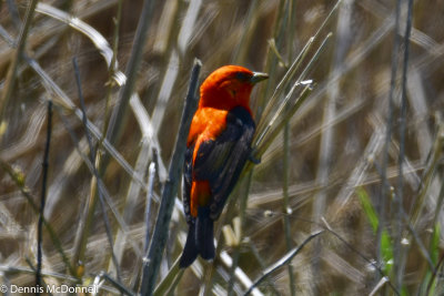DSC_5347.JPG