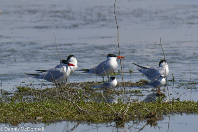 DSC_5464.JPG