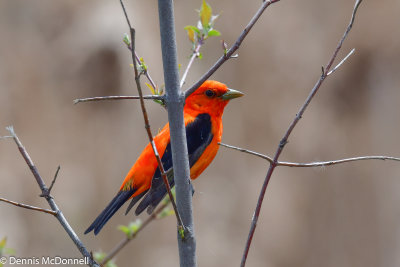 DSC_6061.jpg