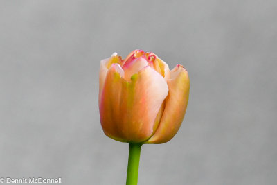 DSC_5706.jpg