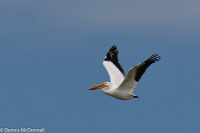 DSC_5737.jpg