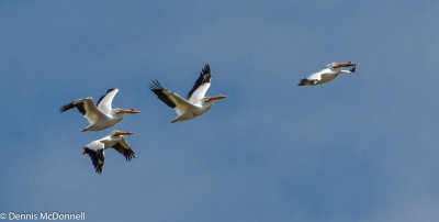 DSC_5973.jpg